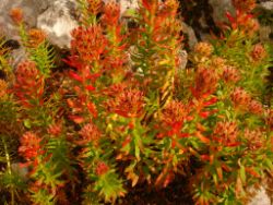 2013-08-18_Regina-F-Rau_Schachen_Blumen  (233).JPG